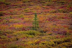 Black Spruce Tree (Picea mariana) seedling on tundra in autumn, Denali National Park, Alaska, USA Black Spruce Tree (Picea mariana) seedling on tundra in autumn, Denali National Park, Alaska, USA