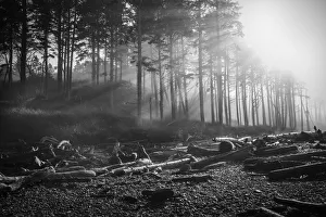 Black and white image of morning sun rays through the morning fog in the Olympic National Park on the Washington Coast Black and white image of morning sun rays through the morning fog in the Olympic National Park on the Washington Coast