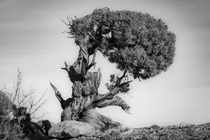Black and white image of a very old twisted and gnarled Juniper tree in Canyonlands National Park; Moab, Utah Black and white image of a very old twisted and gnarled Juniper tree in Canyonlands National Park; Moab, Utah
