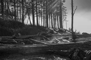 Black and white image of the sun shining through morning fog and heating the morning dew Black and white image of the sun shining through morning fog and heating the morning dew