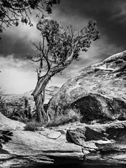 Black and white image of a twisted and gnarled Juniper tree in Canyonlands National Park; Moab, Utah Black and white image of a twisted and gnarled Juniper tree in Canyonlands National Park; Moab, Utah