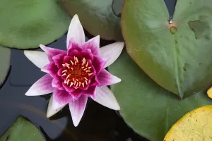 A Blooming Pink Lotus Flower; Scottish Borders Scotland A Blooming Pink Lotus Flower; Scottish Borders Scotland