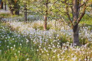 Blossoms Growing In A Fruit Orchard In Hood River Valley; Oregon, United States of America Blossoms Growing In A Fruit Orchard In Hood River Valley; Oregon, United States of America
