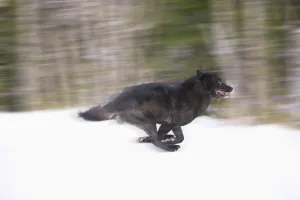 Blurred Motion View Of A Wolf In *Black Phase* Running In The Tongass National Forest, Southeast, Alaska During Winter Blurred Motion View Of A Wolf In *Black Phase* Running In The Tongass National Forest, Southeast, Alaska During Winter