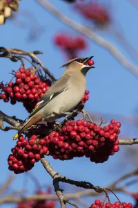 Bohemian Waxwing (Bombycilla Garrulus) Feeds On Mountain Ash Tree Berries In Winter Bohemian Waxwing (Bombycilla Garrulus) Feeds On Mountain Ash Tree Berries In Winter