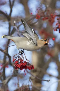 Bohemian Waxwing About To Catch A Falling Mountain Ash Berry, Anchorage Bohemian Waxwing About To Catch A Falling Mountain Ash Berry, Anchorage