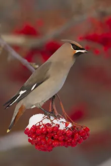 Bohemian Waxwing Perches To Eat In Colorful Mountain Ash Berries In Winter In The Bohemian Waxwing Perches To Eat In Colorful Mountain Ash Berries In Winter In The
