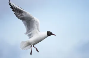 Bonapartes Gull (Chroicocephalus philadelphia) in flight, Farne Islands, Northumberland Bonapartes Gull (Chroicocephalus philadelphia) in flight, Farne Islands, Northumberland