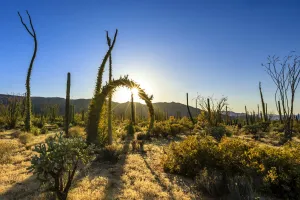 Boojum trees, Fouquieria columnaris, in the Valle de Los Cirios Fauna and Flora Protected area on the Baja Peninsula Boojum trees, Fouquieria columnaris, in the Valle de Los Cirios Fauna and Flora Protected area on the Baja Peninsula