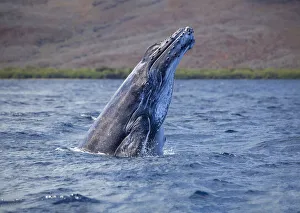 Breaching Humpback whale (Megaptera novaeangliae) is in front of the island of Lanai, Hawaii; Lanai, Hawaii Breaching Humpback whale (Megaptera novaeangliae) is in front of the island of Lanai, Hawaii; Lanai, Hawaii