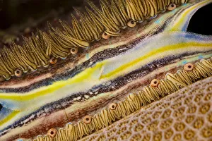 The Brightly Colored Mantle And Rows Of Tiny Eyes Make The Coral-Boring Scallop The Brightly Colored Mantle And Rows Of Tiny Eyes Make The Coral-Boring Scallop