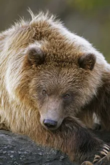 Brown Bear Laying Down At Alaska Wildlife Conservation Center, Southcentral, Alaska Summer, Captive Brown Bear Laying Down At Alaska Wildlife Conservation Center, Southcentral, Alaska Summer, Captive