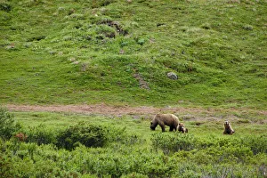 Brown Bear Sow With Two Cubs, Denali National Park, Interior Alaska, Summer Brown Bear Sow With Two Cubs, Denali National Park, Interior Alaska, Summer