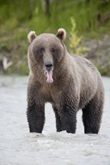 Brown Bear Sticking Out Its Tongue While Standing In The Copper River, Chugach Mountains Brown Bear Sticking Out Its Tongue While Standing In The Copper River, Chugach Mountains