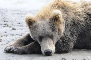 A Brown Bear (Ursus Arctos) Lays On The Sand, Katmai National Park; Alaska, United A Brown Bear (Ursus Arctos) Lays On The Sand, Katmai National Park; Alaska, United