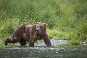 Brown Bear Wades Through A Stream Near Prince William Sound, Chugach Mountains, Chugach Brown Bear Wades Through A Stream Near Prince William Sound, Chugach Mountains, Chugach