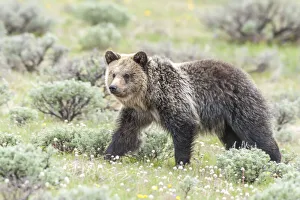 Brown bear walking along a sagebrush meadow, Yellowstone National Park, USA Brown bear walking along a sagebrush meadow, Yellowstone National Park, USA