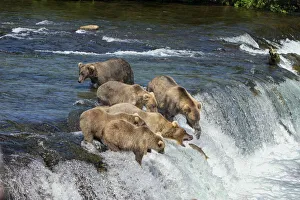 Brown bears with cubs (Ursus arctos horribilis) standing in the river on a rapid ledge at Brook Falls Brown bears with cubs (Ursus arctos horribilis) standing in the river on a rapid ledge at Brook Falls