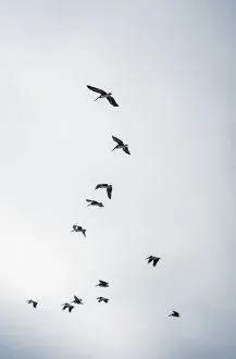 Brown Pelicans (Pelecanus Occidentalis) In A Cloudy Sky; Ilwaco, Washington, United Brown Pelicans (Pelecanus Occidentalis) In A Cloudy Sky; Ilwaco, Washington, United