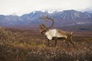 Bull Caribou On Autumn Tundra With Alaska Range In The Background, Denali National Park Bull Caribou On Autumn Tundra With Alaska Range In The Background, Denali National Park