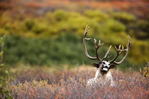 Bull Caribou Bedded On Autumn Tundra In Denali National Park, Interior Alaska Bull Caribou Bedded On Autumn Tundra In Denali National Park, Interior Alaska