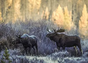 Bull moose and cow moose courting in the frosted willows, YNP, Wyoming, USA Bull moose and cow moose courting in the frosted willows, YNP, Wyoming, USA