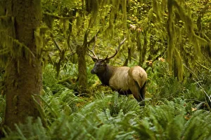 Bull Roosevelt Elk (Cervus Canadensis Roosevelti) Framed By Rainforest Foliage; Washington, United States Of America Bull Roosevelt Elk (Cervus Canadensis Roosevelti) Framed By Rainforest Foliage; Washington, United States Of America