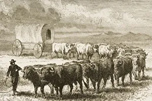 Bullock Wagon Crossing The Great Plains. From American Pictures Drawn With Pen And Bullock Wagon Crossing The Great Plains. From American Pictures Drawn With Pen And