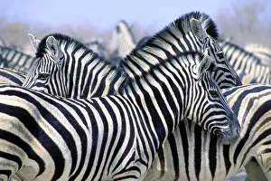 Burchells Zebra (Equus Quagga Burchellii), Etosha National Park, Namibia, Africa Burchells Zebra (Equus Quagga Burchellii), Etosha National Park, Namibia, Africa