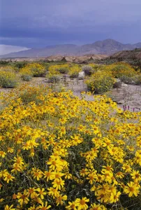 California, Anza-Borrego Desert State Park, Arroyo Salado, Desert Landscape With California Brittlebush In Foreground California, Anza-Borrego Desert State Park, Arroyo Salado, Desert Landscape With California Brittlebush In Foreground