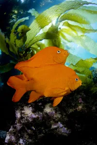 California, Garibaldi (Hypsypops Rubicundus) In Kelp Forest (Macrocystis Pyrifera) California, Garibaldi (Hypsypops Rubicundus) In Kelp Forest (Macrocystis Pyrifera)