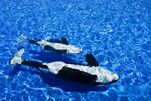 California, San Diego, Sea World, Killer Whale (Orca Orcinus) California, San Diego, Sea World, Killer Whale (Orca Orcinus)