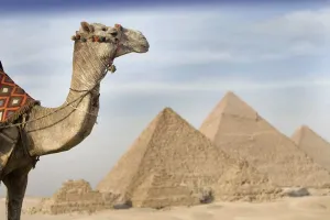 A Camel With The Pyramids In The Background; Cairo, Egypt, Africa A Camel With The Pyramids In The Background; Cairo, Egypt, Africa
