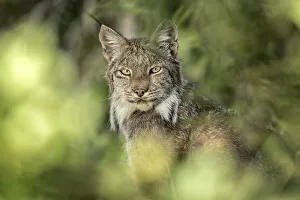 Canadian Lynx sitting in the forest hidden by the foliage, Yukon, Canada Canadian Lynx sitting in the forest hidden by the foliage, Yukon, Canada