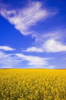 Images Dated 15th July 2005: A Canola Field