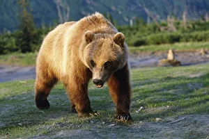 Captive Brown Bear Walking Within Alaska Wildlife Conservation Center Summer Southcentral Captive Brown Bear Walking Within Alaska Wildlife Conservation Center Summer Southcentral
