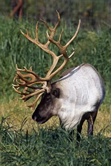 Captive Bull Caribou Standing In The Fall Grass At The Alaska Wildlife Conservation Center In Southcentral Alaska Captive Bull Caribou Standing In The Fall Grass At The Alaska Wildlife Conservation Center In Southcentral Alaska