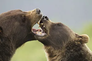 Captive: Close Up Of A Pair Of Brown Bears Playfighting, Alaska Wildlife Conservation Center Near Portage Captive: Close Up Of A Pair Of Brown Bears Playfighting, Alaska Wildlife Conservation Center Near Portage