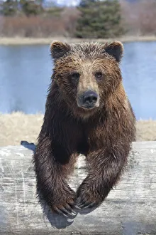 Captive Female Brown Bear At The Alaska Wildlife Conservation Center, Southcentral Alaska Captive Female Brown Bear At The Alaska Wildlife Conservation Center, Southcentral Alaska