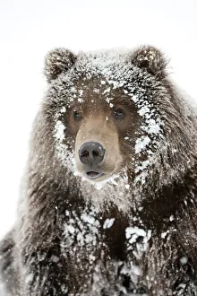 Captive: Male Brown Bear With A Frosty Face Lying On Snow Captive: Male Brown Bear With A Frosty Face Lying On Snow