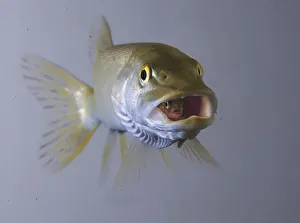 Captive: Northern Pike Swallows Rainbow Trout, Department Of Fish & Game Aquarium In Anchorage, Southcentral Alaska Captive: Northern Pike Swallows Rainbow Trout, Department Of Fish & Game Aquarium In Anchorage, Southcentral Alaska