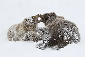 Captive: Young Female And Male Brown Bears Play Together In Snow, Alaska Wildlife Captive: Young Female And Male Brown Bears Play Together In Snow, Alaska Wildlife