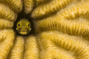 Caribbean, Blenny Fish Looking Out From Reef; Bonaire Caribbean, Blenny Fish Looking Out From Reef; Bonaire