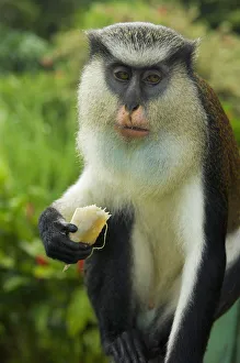 Caribbean, Mona Monkey at Grand Etang National Park; Grenada Caribbean, Mona Monkey at Grand Etang National Park; Grenada