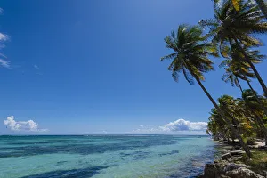 Caribbean Sea and palm trees, Plage de la Caravelle, Sainte-Anne, Guadeloupe, French West Indies Caribbean Sea and palm trees, Plage de la Caravelle, Sainte-Anne, Guadeloupe, French West Indies