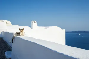 A Cat Lays On A Whitewash Wall With A View Of The Aegean Sea; Oia, Santorini, Greece A Cat Lays On A Whitewash Wall With A View Of The Aegean Sea; Oia, Santorini, Greece