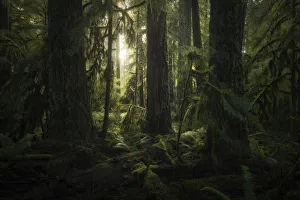 Cathedral Grove, Macmillan Provincial Park; British Columbia, Canada Cathedral Grove, Macmillan Provincial Park; British Columbia, Canada