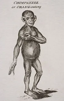 Chimpanzee Or Orang-Outang. Engraved By P. Halpin 18Th Century Chimpanzee Or Orang-Outang. Engraved By P. Halpin 18Th Century