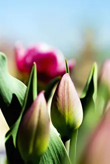 China Pink Tulips (Tulipa Cultivars), Close-Up Of Buds In Garden China Pink Tulips (Tulipa Cultivars), Close-Up Of Buds In Garden