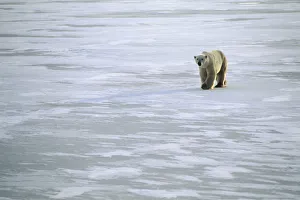 Churchill Manitoba Canada Polar Bear Walking On Ice Winter Scenic Churchill Manitoba Canada Polar Bear Walking On Ice Winter Scenic
